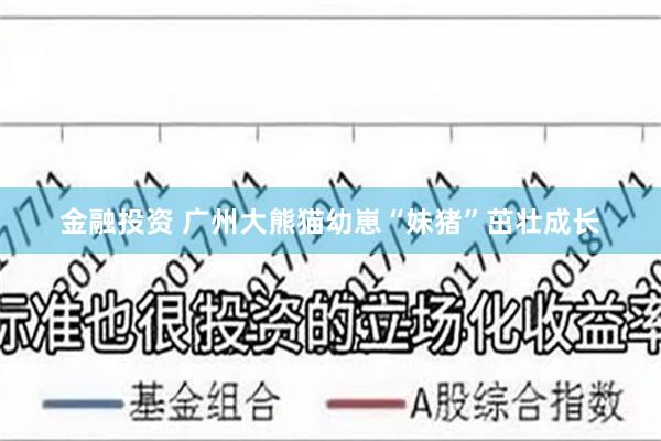 金融投资 广州大熊猫幼崽“妹猪”茁壮成长